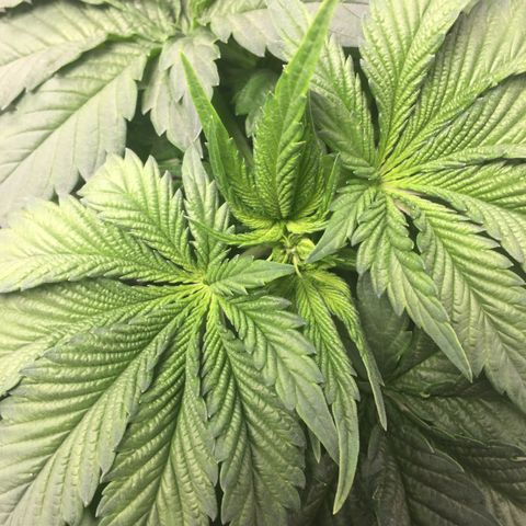 OGK #1  growlog timeline photo