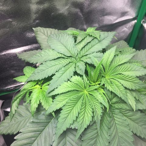 OGK #1  growlog timeline photo