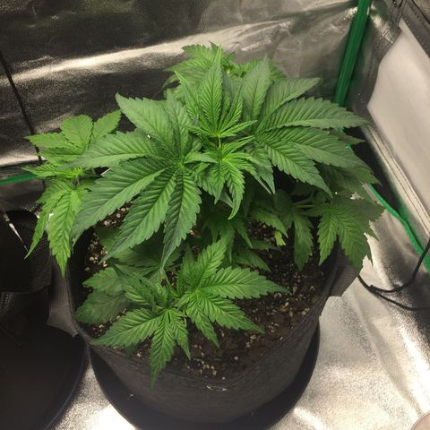 OGK #1  growlog photo: Trimmed her up last night pretty heavily but seems ok for now. Ran light all night to boost growth after trim. Next time trim early in the day. 