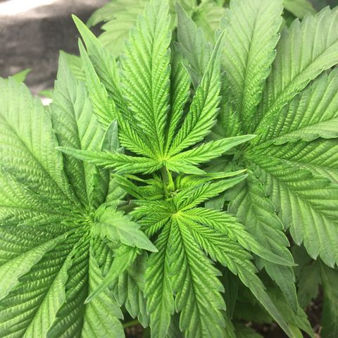 OGK #1  growlog photo: Trimmed her up last night pretty heavily but seems ok for now. Ran light all night to boost growth after trim. Next time trim early in the day. 
