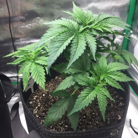 OGK #1  growlog photo: Trimmed her up last night pretty heavily but seems ok for now. Ran light all night to boost growth after trim. Next time trim early in the day. 