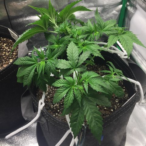 OGK #1  growlog timeline photo