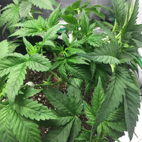 OGK #1  growlog timeline photo