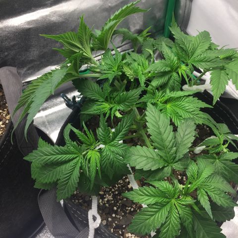 OGK #1  growlog timeline photo