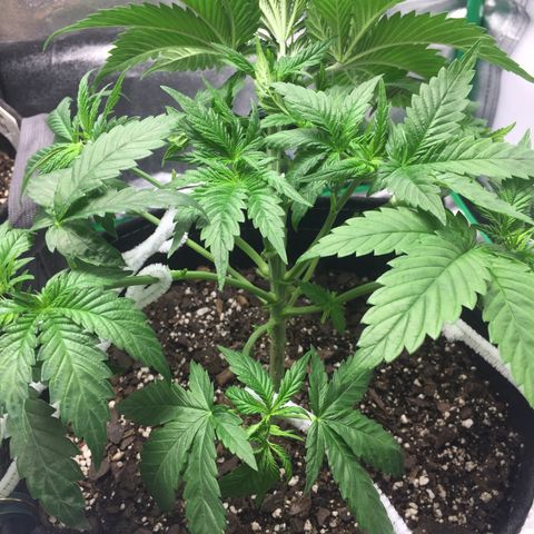 OGK #1  growlog timeline photo