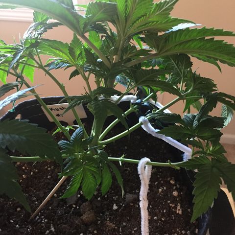 OGK #1  growlog timeline photo