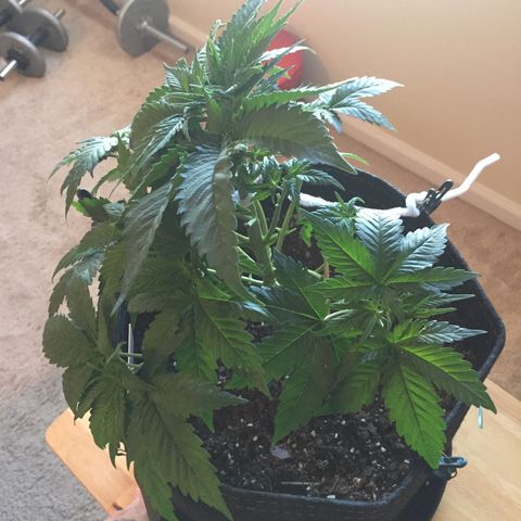 OGK #1  growlog timeline photo