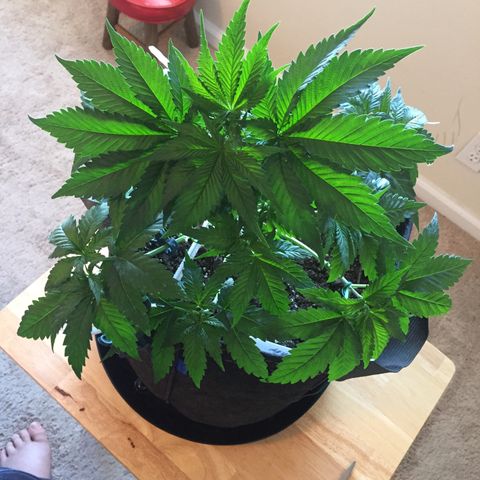 OGK #1  growlog timeline photo