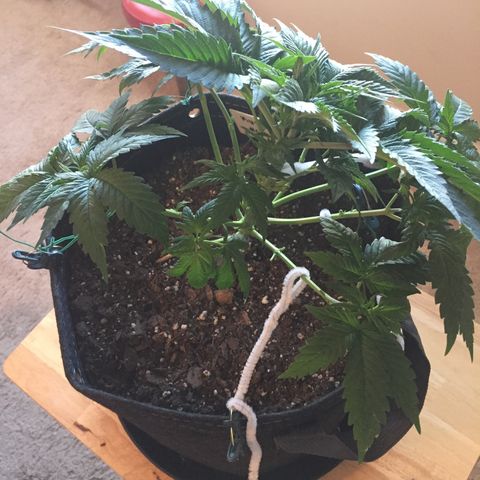 OGK #1  growlog timeline photo