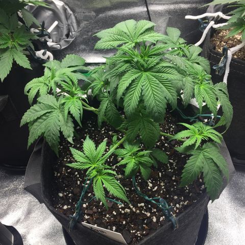 OGK #1  growlog timeline photo