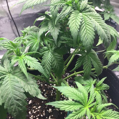 OGK #1  growlog timeline photo