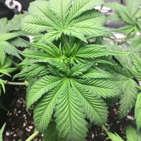 OGK #1  growlog timeline photo