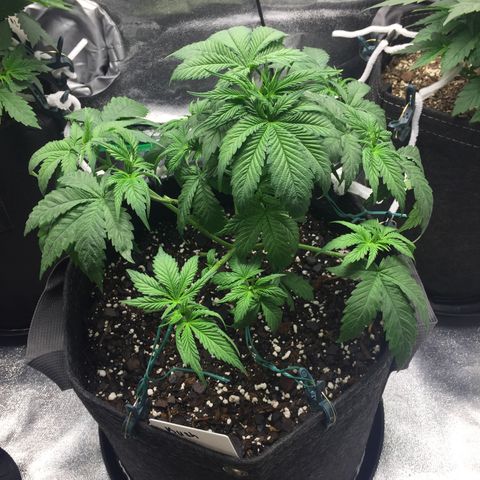 OGK #1  growlog timeline photo