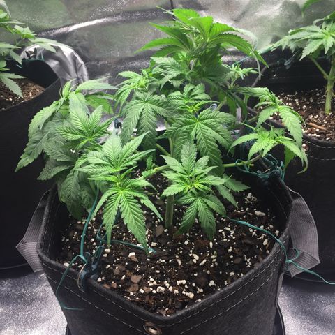 OGK #1  growlog timeline photo