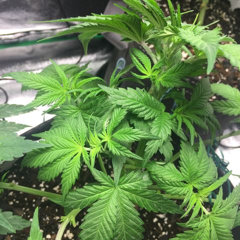 OGK #1  growlog timeline photo