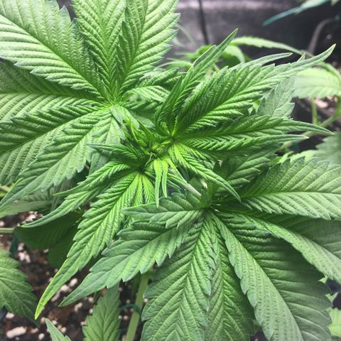 OGK #1  growlog timeline photo