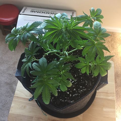 OGK #1  growlog timeline photo