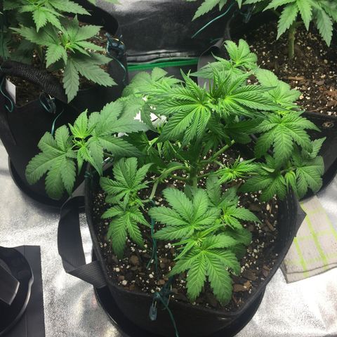 OGK #1  growlog timeline photo