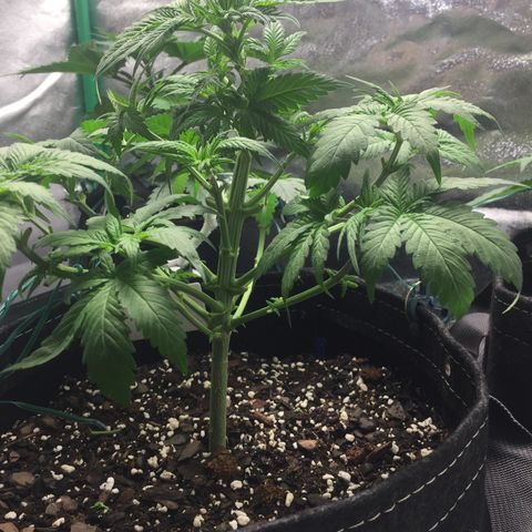 OGK #1  growlog timeline photo
