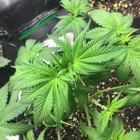OGK #1  growlog timeline photo