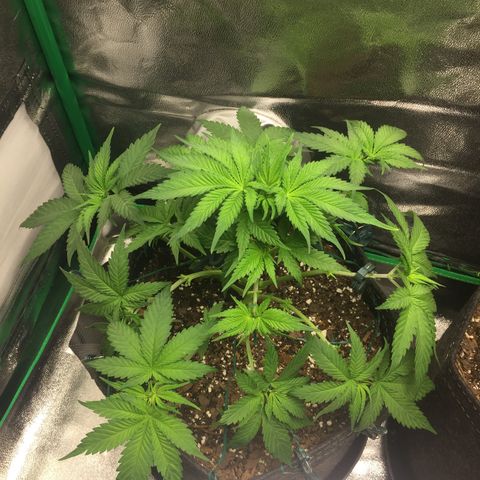 OGK #1  growlog timeline photo