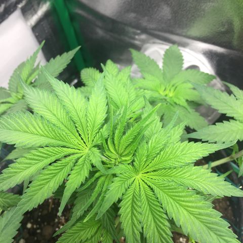 OGK #1  growlog timeline photo