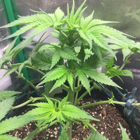 OGK #1  growlog timeline photo