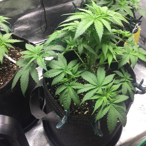 OGK #1  growlog timeline photo