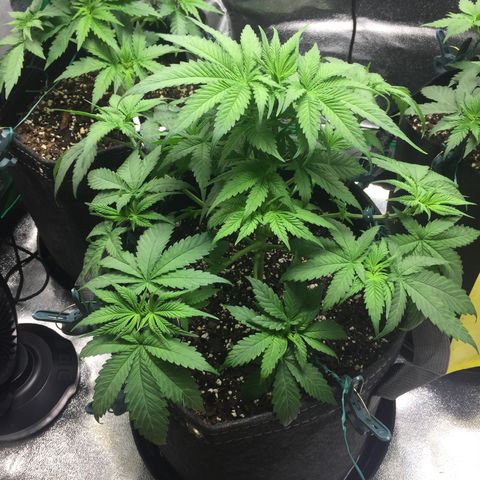OGK #1  growlog timeline photo