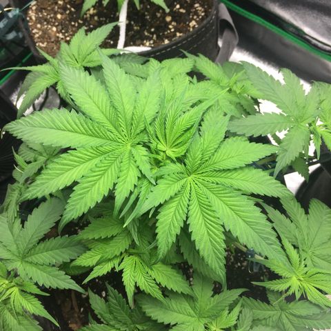 OGK #1  growlog timeline photo