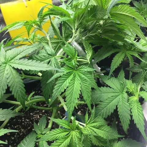 OGK #1  growlog timeline photo