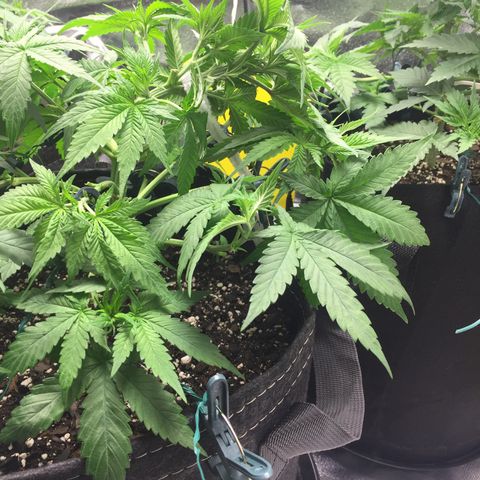 OGK #1  growlog timeline photo