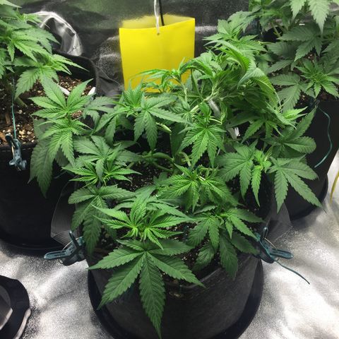 OGK #1  growlog timeline photo