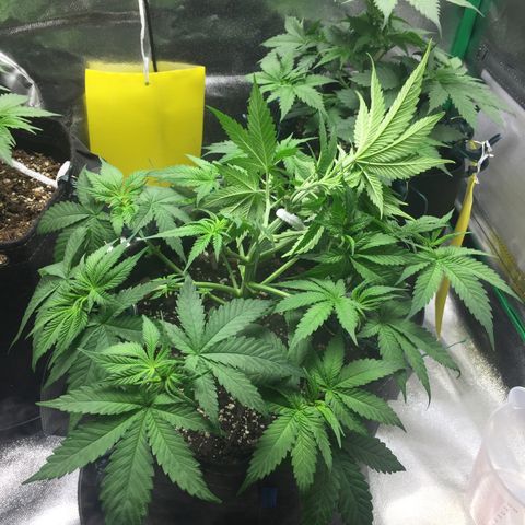 OGK #1  growlog timeline photo