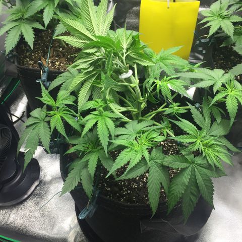 OGK #1  growlog timeline photo