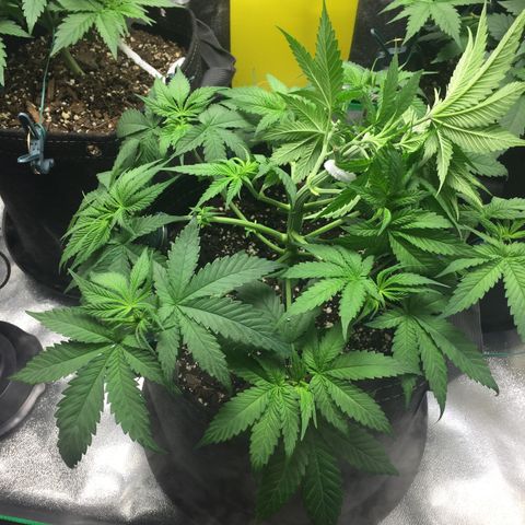 OGK #1  growlog timeline photo