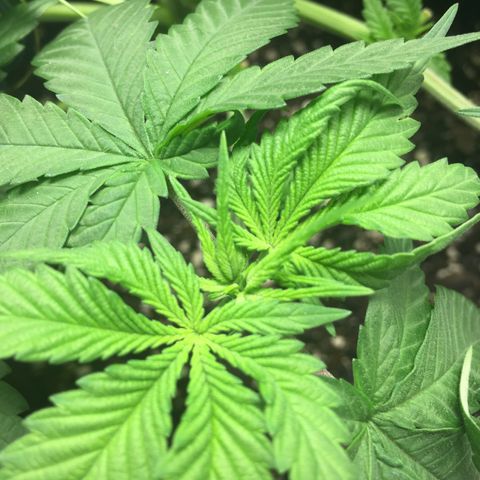OGK #1  growlog timeline photo