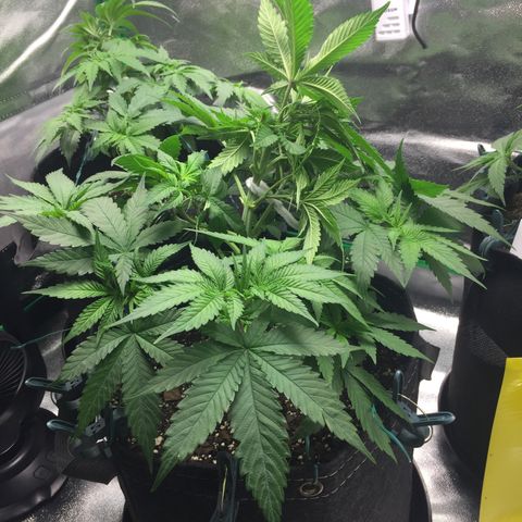 OGK #1  growlog timeline photo
