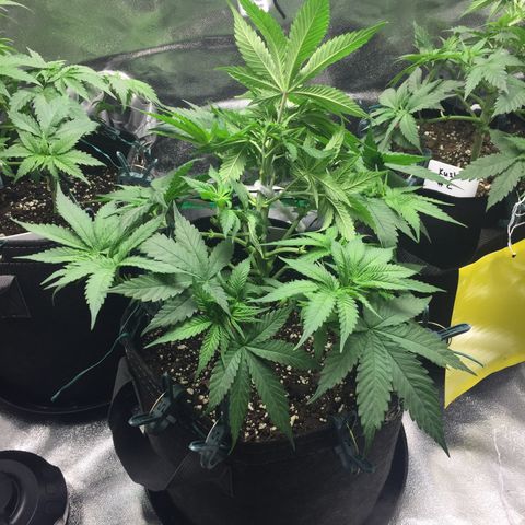 OGK #1  growlog timeline photo