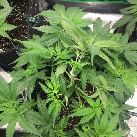 OGK #1  growlog timeline photo