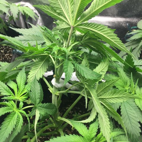 OGK #1  growlog timeline photo