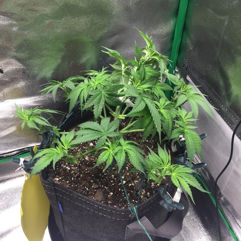 OGK #1  growlog timeline photo