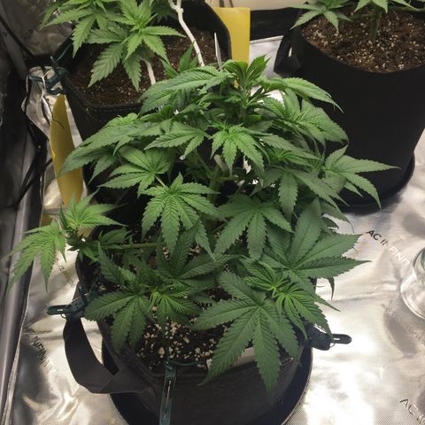 OGK #1  growlog timeline photo
