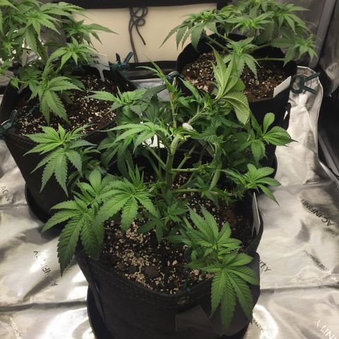 OGK #1  growlog timeline photo