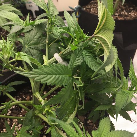 OGK #1  growlog timeline photo