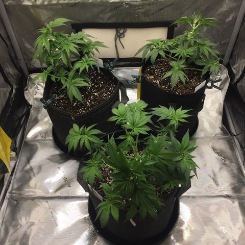 OGK #1  growlog timeline photo