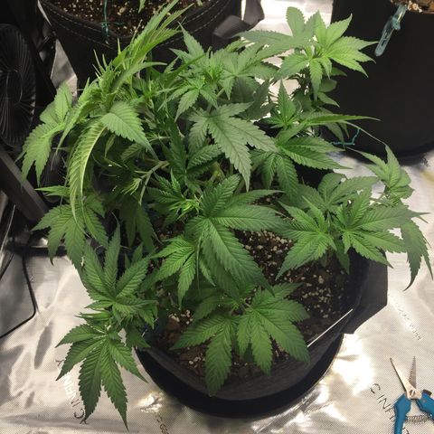 OGK #1  growlog timeline photo