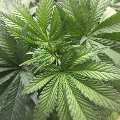 OGK #1  growlog timeline photo