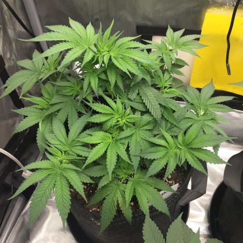 OGK #1  growlog timeline photo