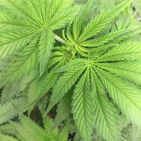 OGK #1  growlog timeline photo